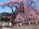 三春滝桜