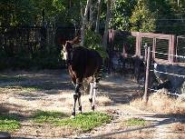 自然・動物関連の職業向けの婚活について
